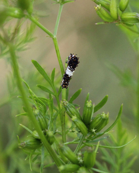 Black Swallowtail caterpillar